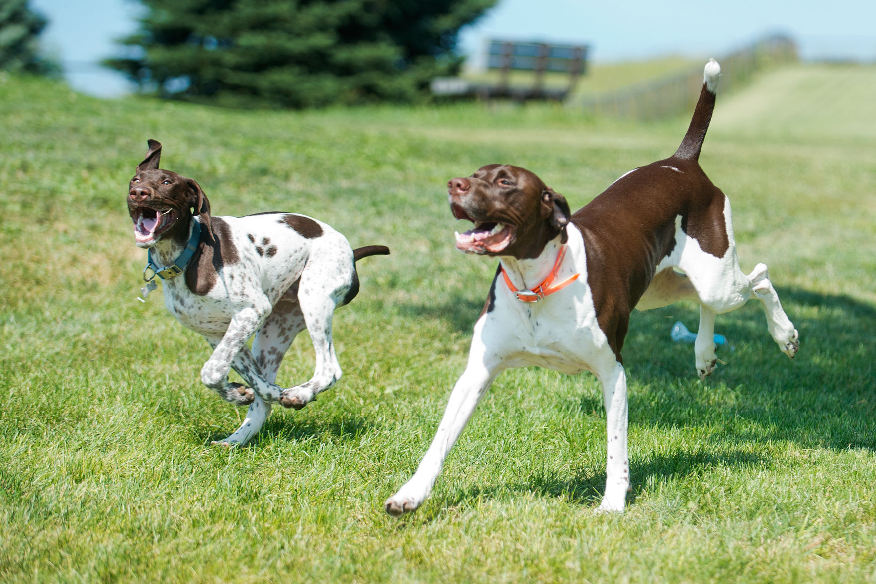Bacon Creek Dog Park